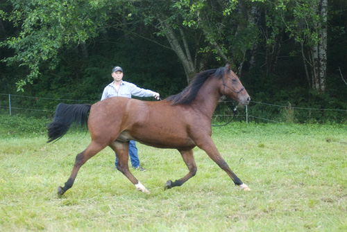 Training a Horse to Lunge